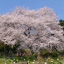 大きな桜の木です。ピンク色の花が綺麗です。