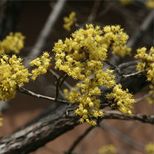 木の枝に黄色い小さな花がたくさんついています。