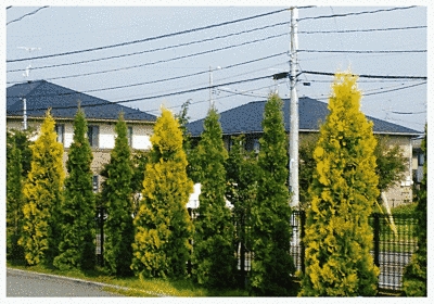 道路沿いに木が立ち並んでいます。この木は、全体に葉がついており、黄緑のものと緑のものがあります。奥には住宅の屋根が見えます。