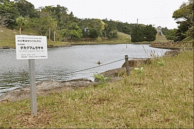 川沿いの写真です。タカクマムラサキについて書かれた看板が見えます。