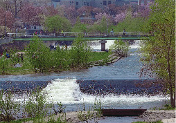 春の河畔公園