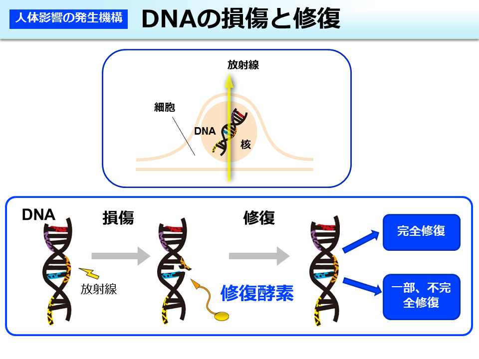 DNA の損傷と修復