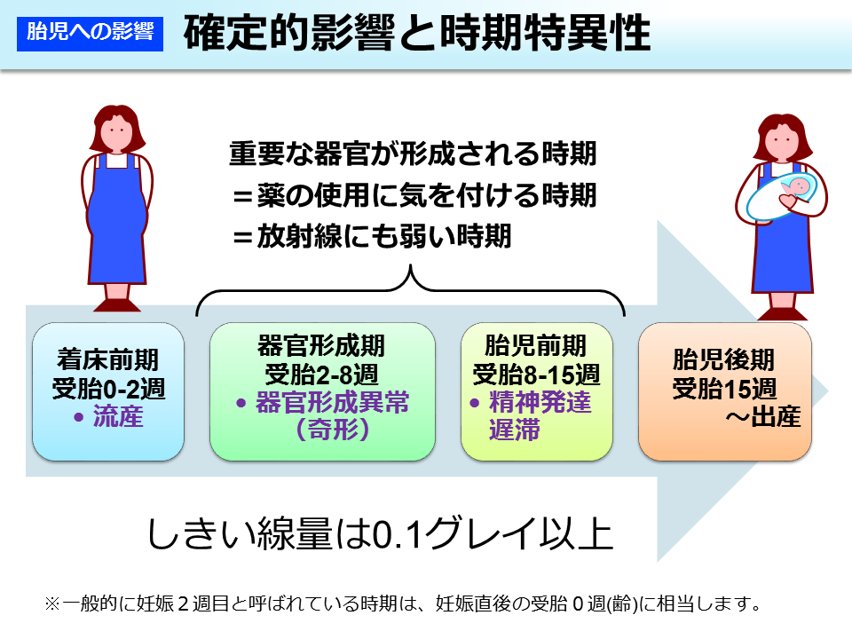 確定的影響と時期特異性