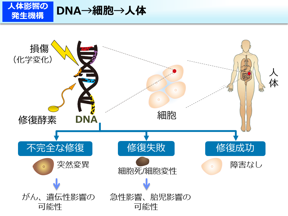 DNA→細胞→人体