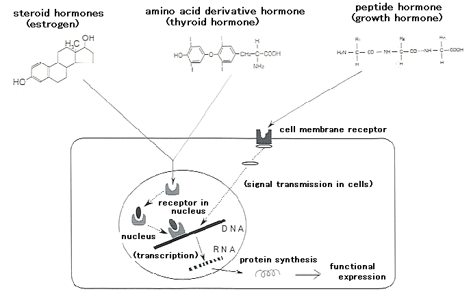 The structure and mechanism regarding the function of representative hormones