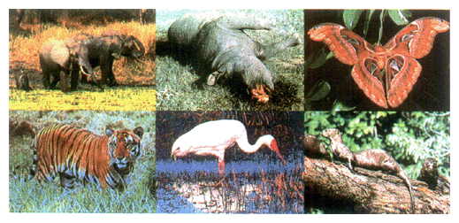 These wildlife species are on the verge of extinction. Photo shows, from top left to bottom right, African ele-phants, rhinoceros, an Atlas moth, a Bengali tiger, a Siberain white crane and a giant Brazilian otter.
