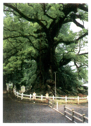 The great camphor tree grown in Gamo Town, Kagoshima Prefectrue, is said to be the big-gest tree in Japan.