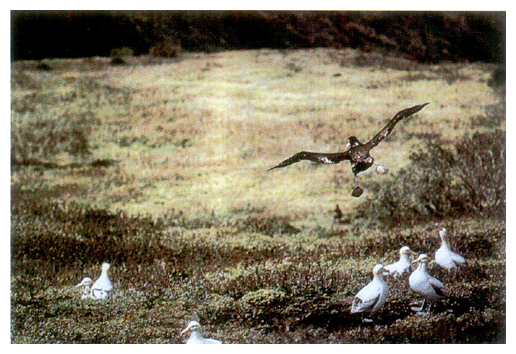 Operation for re-establishment of albatosses (Lured to a safe place with decoys. There are seven decoys on the ground.)