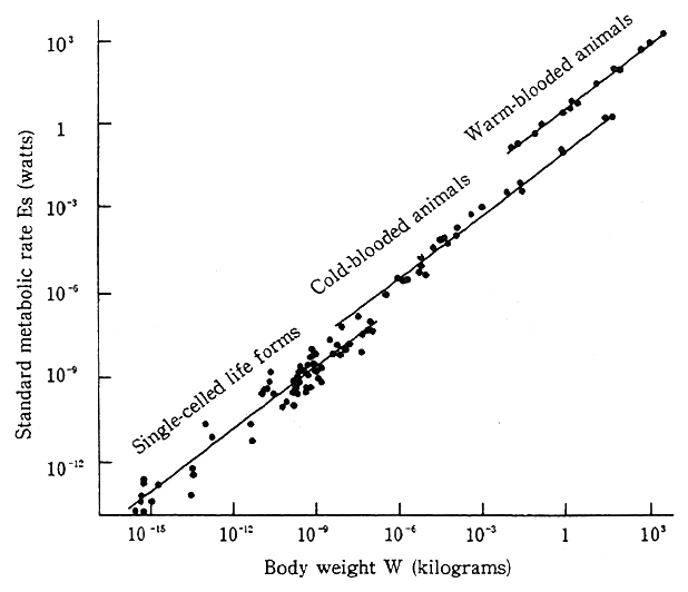 Fig. 1-1-13 Relationship between Metabolic Rate and Body Weight