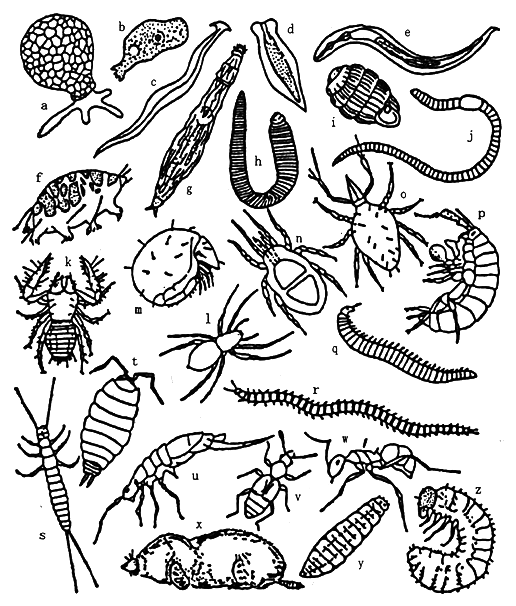 Fig. 3-1-5 Animals Living in the Soil