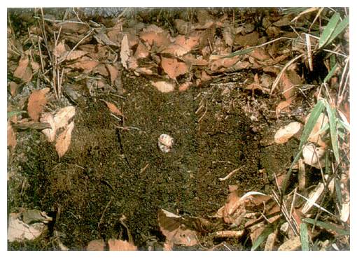 Horned beetle larvae in the soil