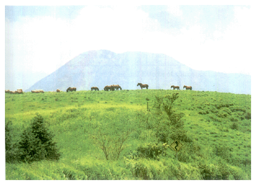 Fig. 3-2-5 Grassland in Aso