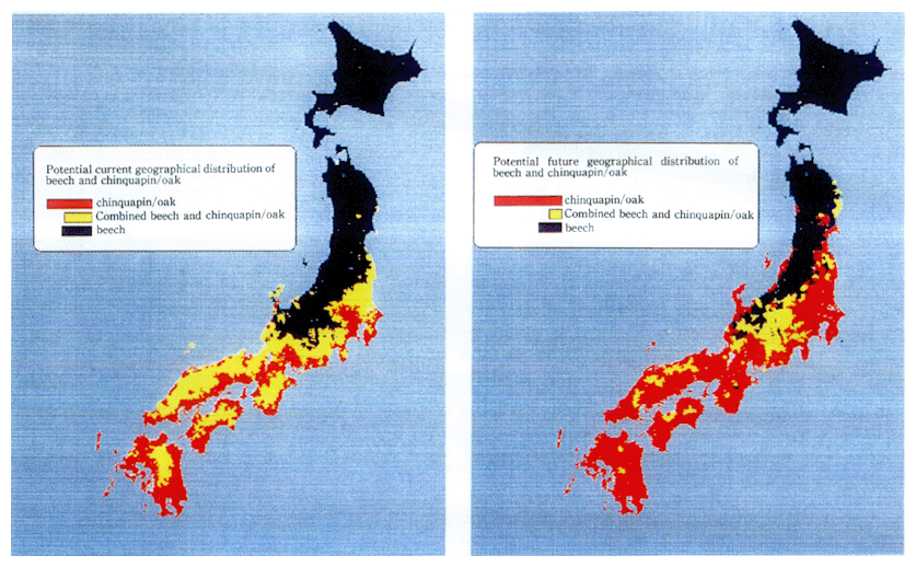 Fig. 3-3-8 Current and Post-climate Change Geographicad Distribution Potential of Beech and Chinquapin/oak