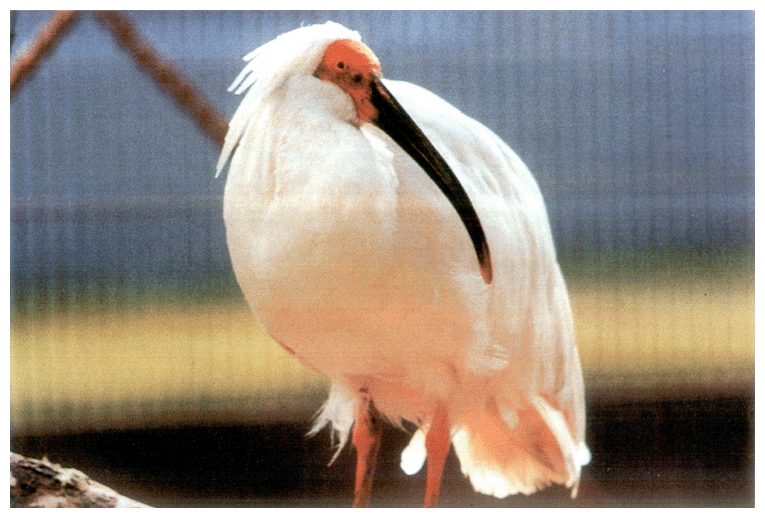 Japanese Crested Ibis (designated as national endangered species)