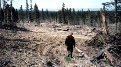 Logged land in Sakhalin