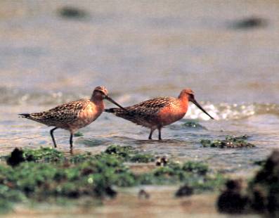 The bar-tailed godwit migrates from Australia to Siberia stopping over at tidal flats in Japan