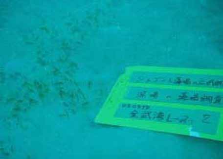 写真３「金武湾で確認されたヒメウミヒルモ」