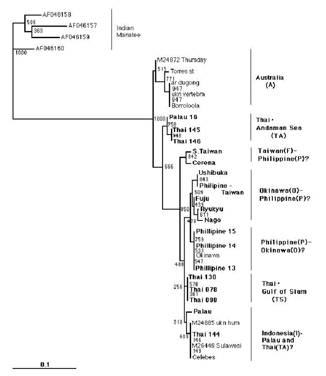 図１６「D-loop 一部配列によるジュゴン各地域の個体群分子系統樹」