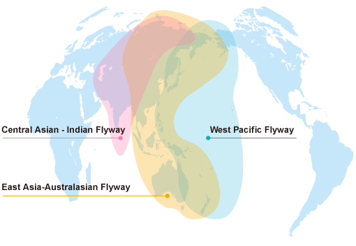 Major Waterbird Flyways in the Asia-Pacific Region
