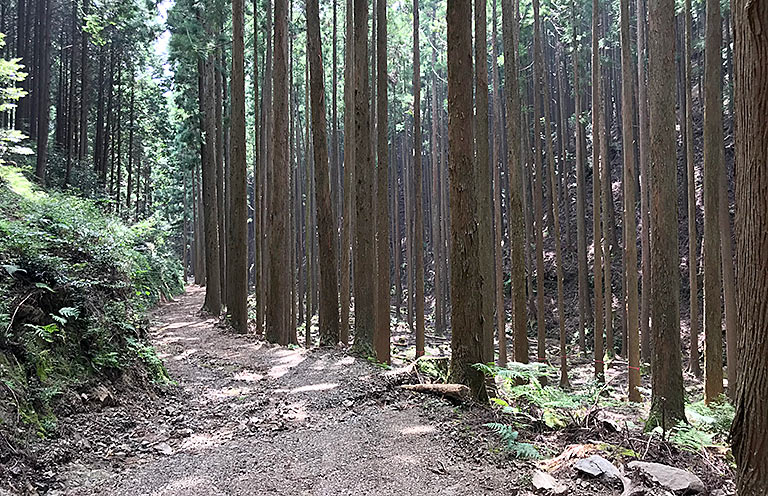松野町有林の写真