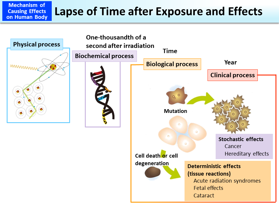 Lapse of Time after Exposure and Effects_Figure