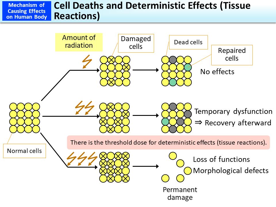 Cell Deaths and Deterministic Effects (Tissue Reactions)_Figure
