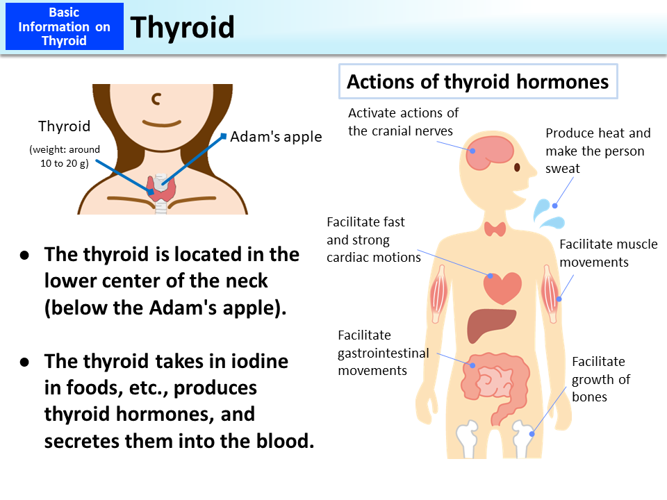 Thyroid_Figure