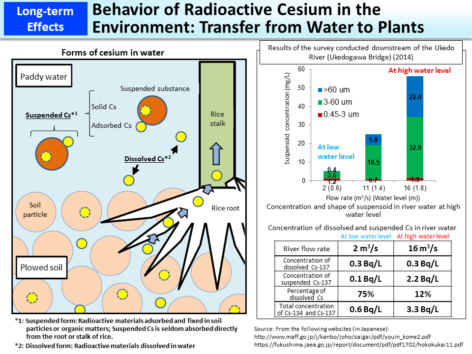Behavior of Radioactive Cesium in the Environment: Transfer from Water to Plants_Figure