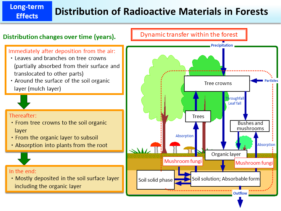 Distribution of Radioactive Materials in Forests_Figure