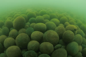 Photo: A colony of Marimo in Akan Lake