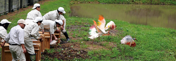 Photo:Transferring captive Japanese crested ibises to acclimation cages