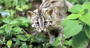 Photo:Tsushima leopard cat Critically endangered