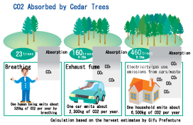 Absorbed by Cedar Trees
