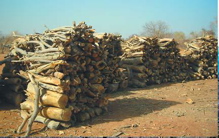 Over-harvesting of fuel wood