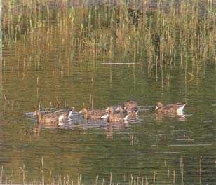 Migratory Birds (Geeses)