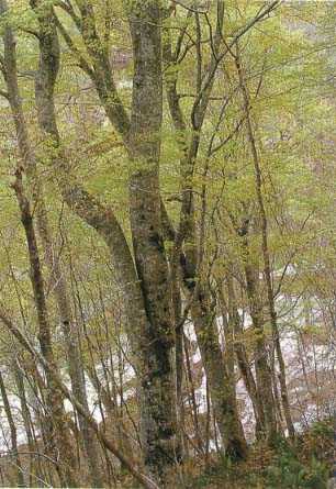 Broad-leaved deciduous forest