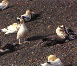 Short-Tailed Albatross (Diomedea albatrus)