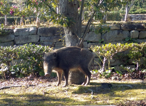 photo of wild boar