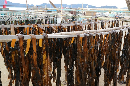 photo of Drying wakame (a species of brown algae)