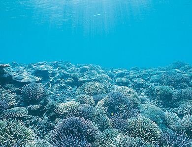 Photo:Iriomote National Park