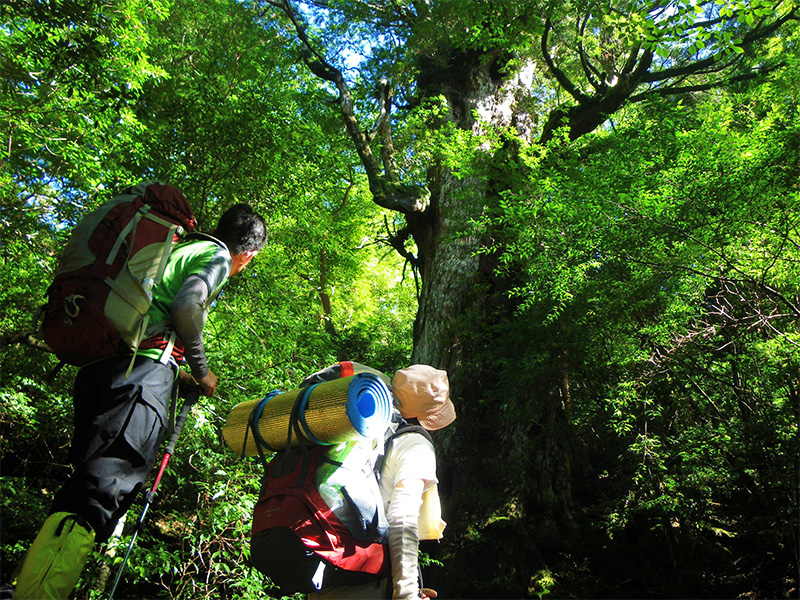 In the beautiful, lush green forest. Two hikers carrying large rucksacks look up at a large cedar tree.