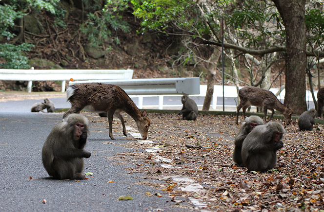 Several Yaku monkeys and Yaku deer eating on the side of a forest road running through the western area of the island. The animals are focused solely on eating and do not interfere with each other.