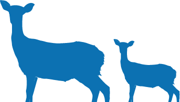 image: shape of deers