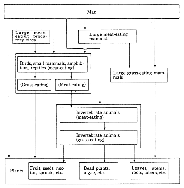 food chain humans. 1-1-14 Food Chain of Land