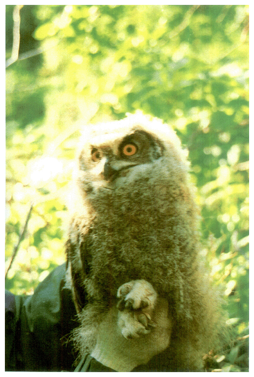 Fig. 5-6-1 Eagle Owl