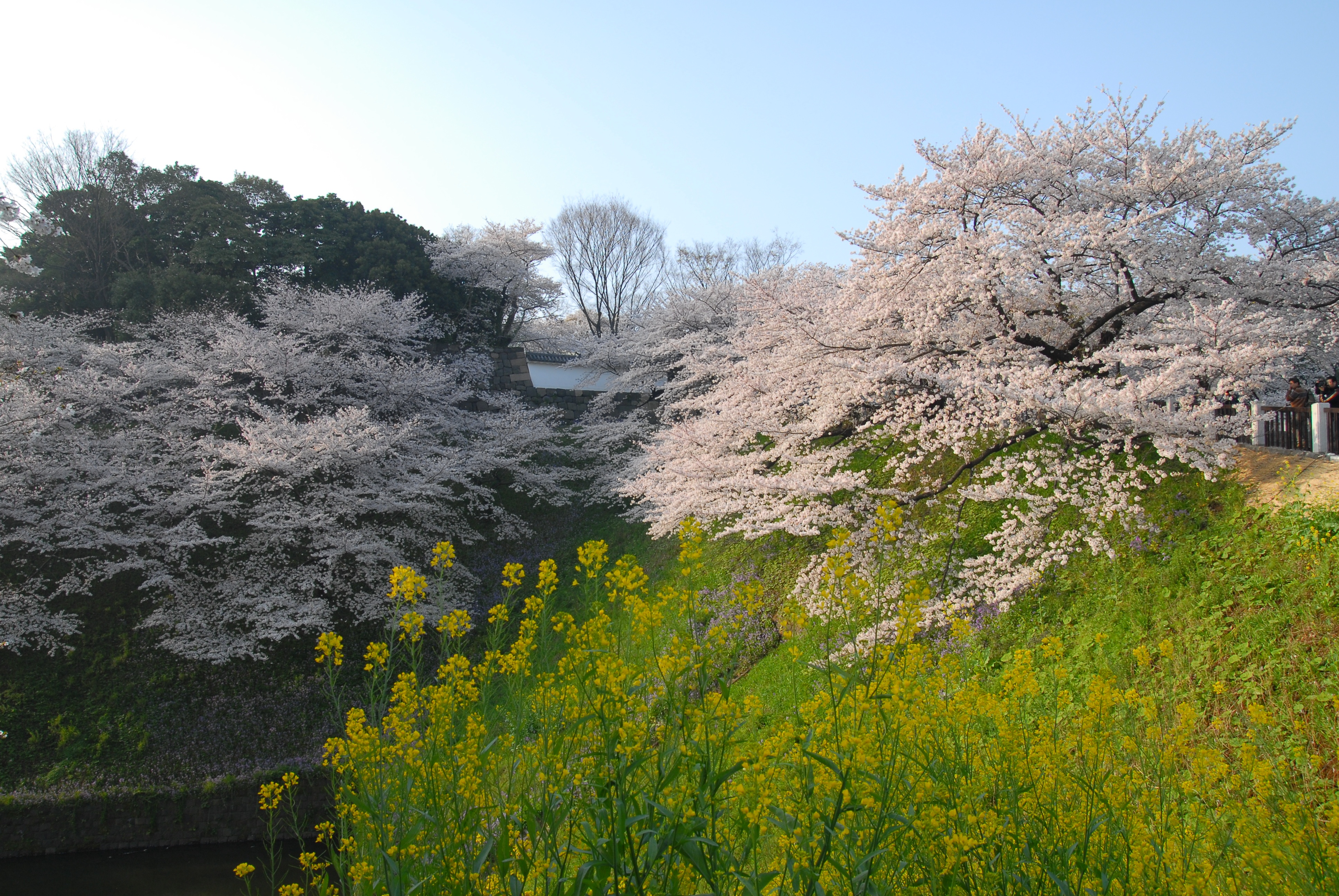 写真：桜と菜の花