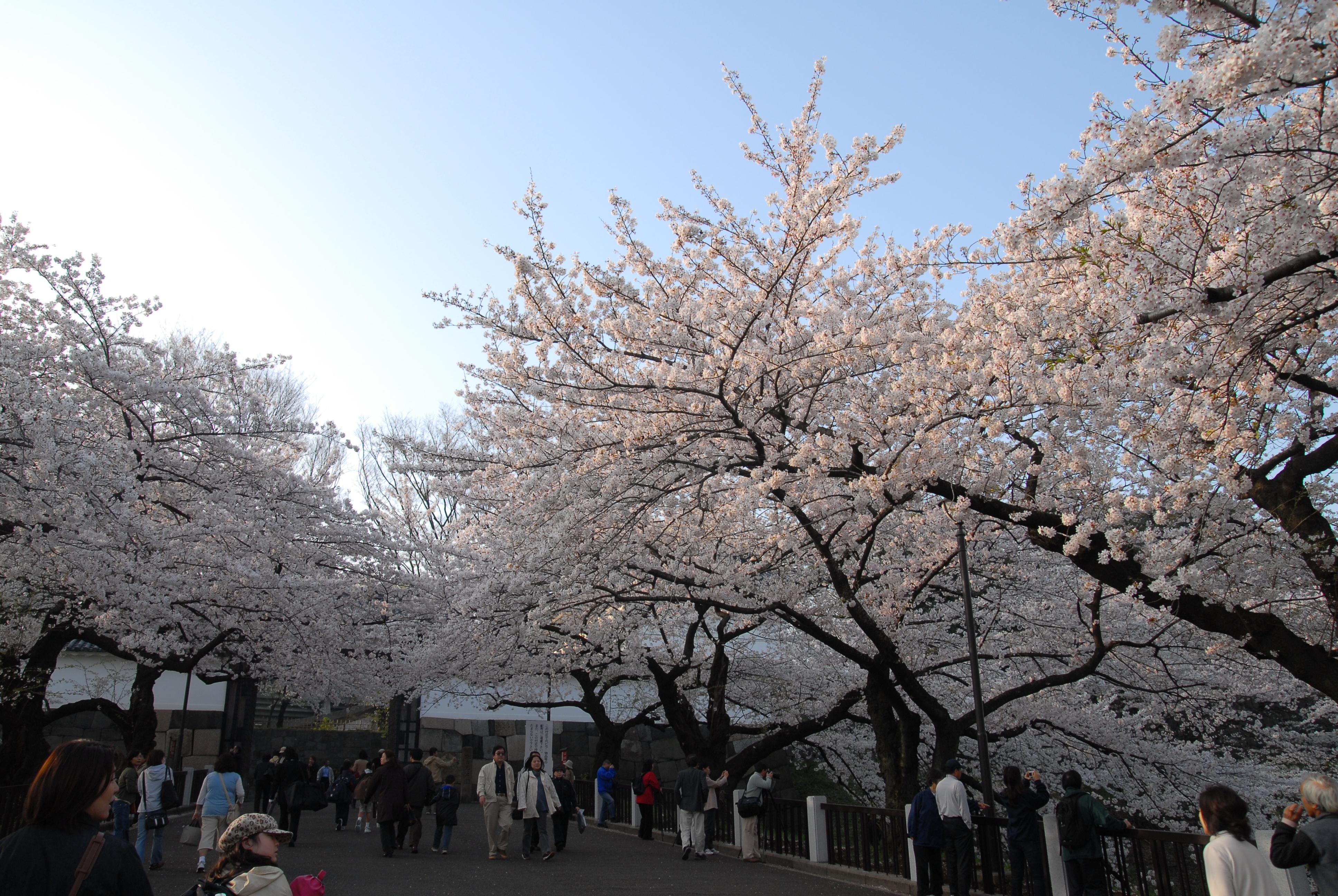写真：田安門の桜