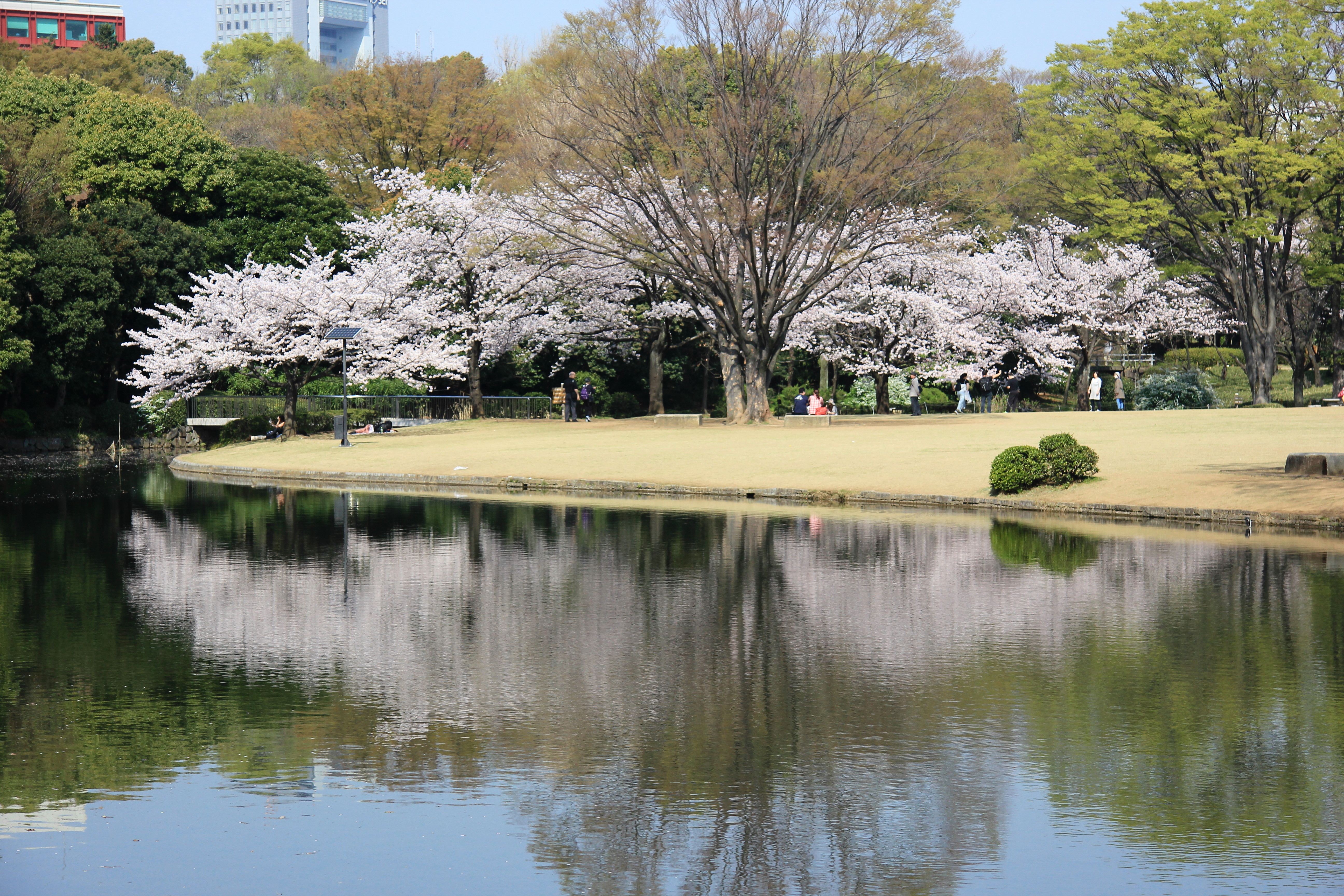 写真：中の池に映る桜