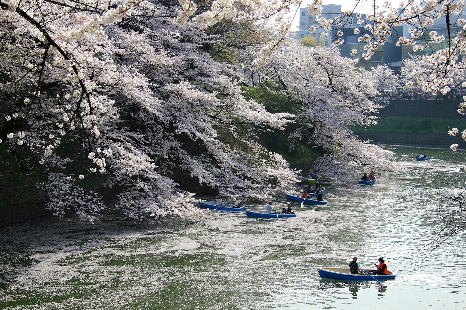 写真：千鳥ヶ淵の桜（田安橋から北の丸の堤塘を眺む）
