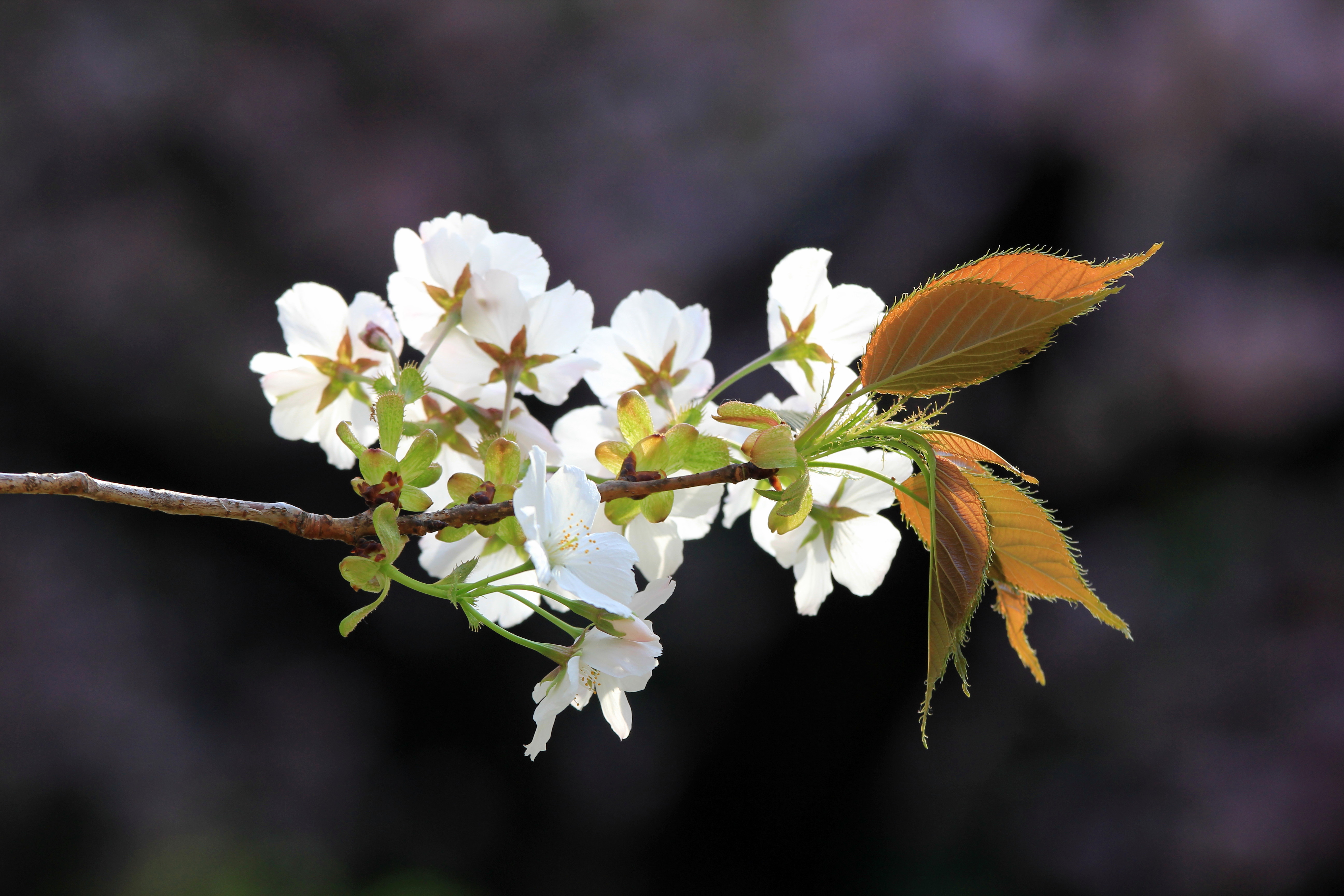 写真：一重の桜